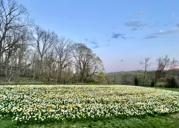 Dilly-Dally with Daffodils