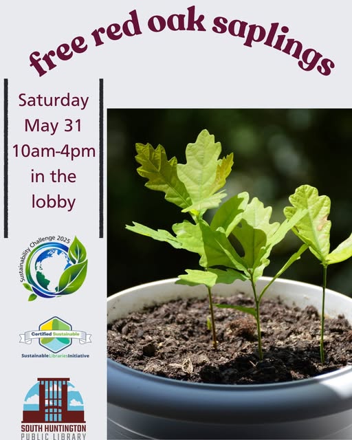 Free Red Oak Saplings - South Huntington Pubic Library