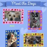 Open House Adoption and Pet Community Celebration – FREE 2