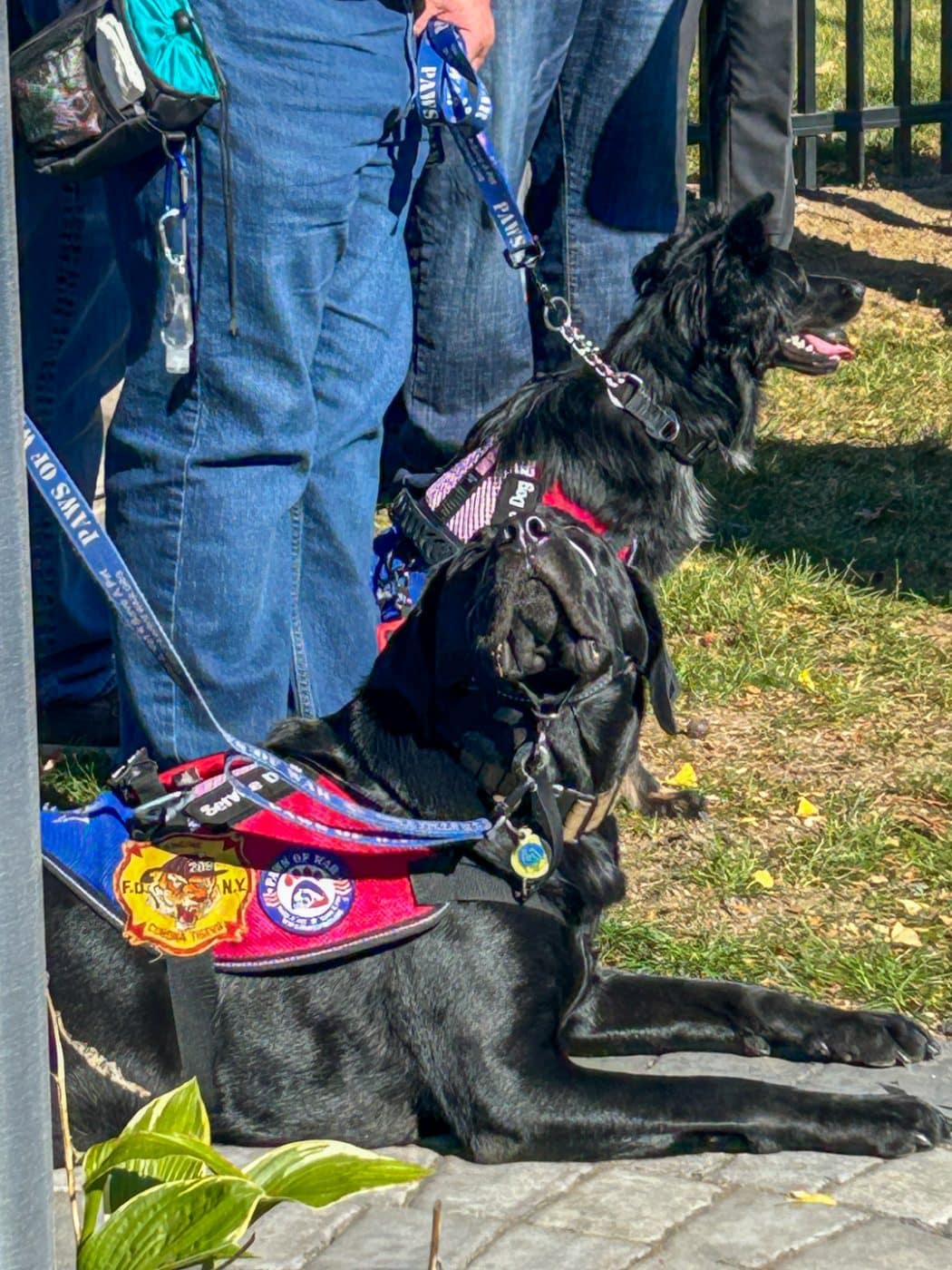 Paws of War - Burr Cemetery Restoration Ceremony