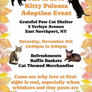 Kitty Palooza Cat Adoption