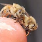 Honey Bee Keeping Class for "Newbees" - Free