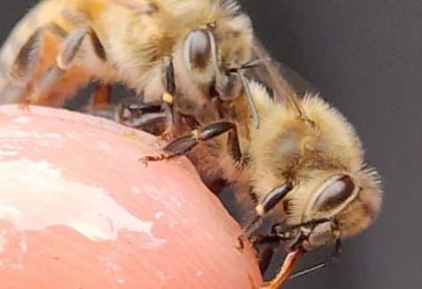 Honey Bee Keeping Class for "Newbees" - Free