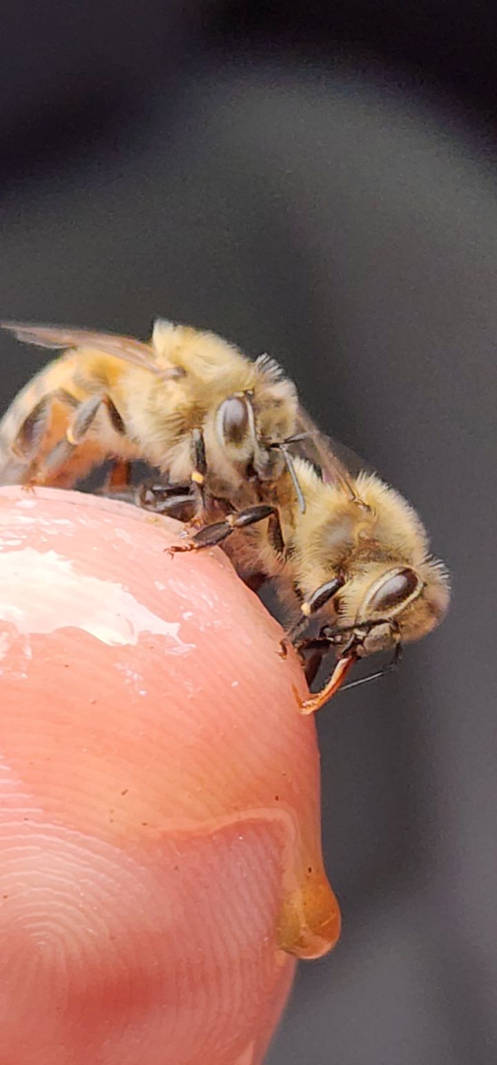 Honey Bee Keeping Class for "Newbees" - Free