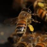 BeeKeeping Classes - Rob Schwartz - Free