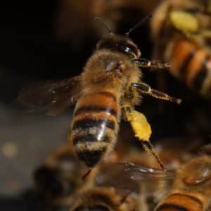 BeeKeeping Classes - Rob Schwartz - Free