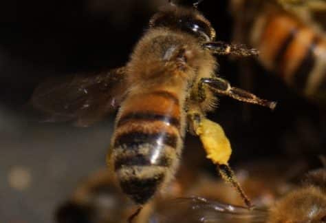 BeeKeeping Classes - Rob Schwartz - Free