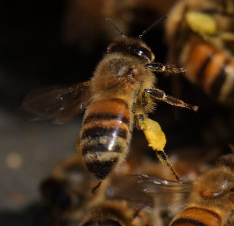 BeeKeeping Classes - Rob Schwartz - Free