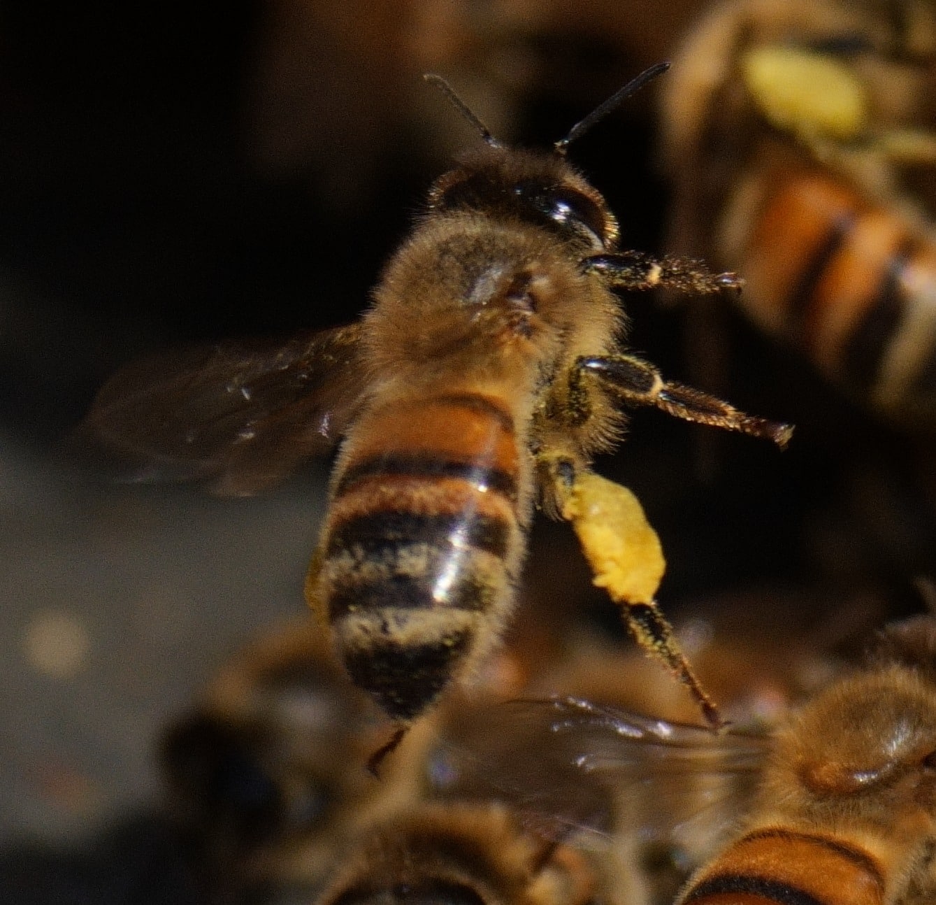 BeeKeeping Classes - Rob Schwartz - Free