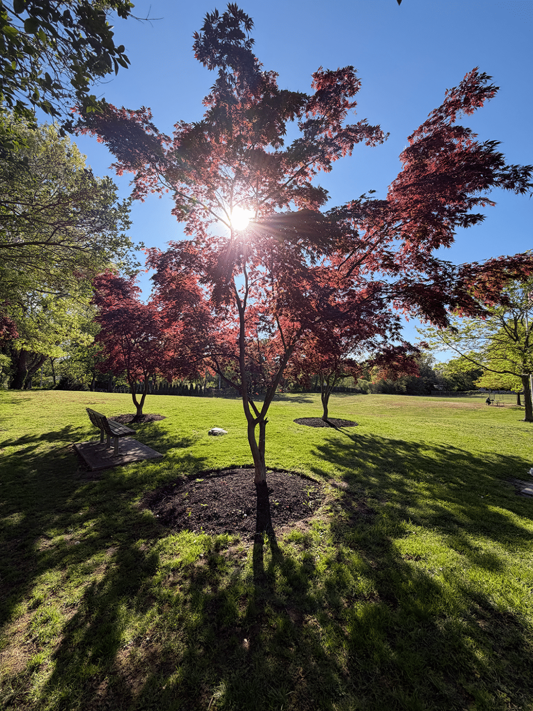 The Depot Road Park Memorial for Sarah Strobel, Danny Carbajal and Maggie Rosales in Huntington Station. The Hidden Final Chapter of Sarah Strobel’s Murder Case