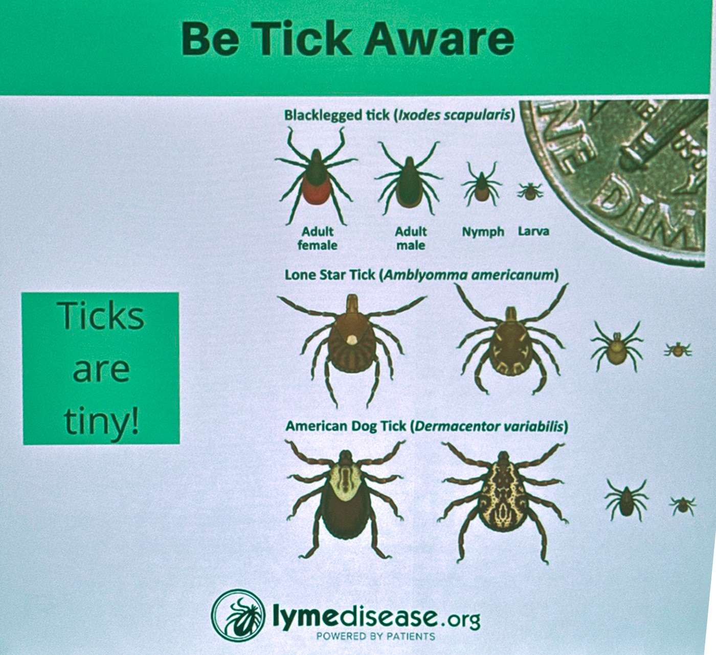 Tiny Bite, Big Stakes: Huntington Hospital Experts Urge Tick Checks as Lyme and Other Tick-Borne Illnesses Rise