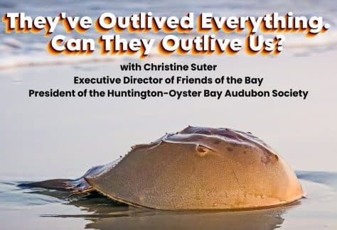 Horseshoe Crabs: They've Outlived Everything. Can They Outlive Us? – Free