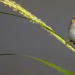 Crab Meadow Marsh Restoration Public Meeting – Free