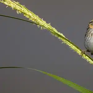 Crab Meadow Marsh Restoration Public Meeting – Free