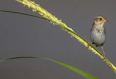 Crab Meadow Marsh Restoration Public Meeting – Free