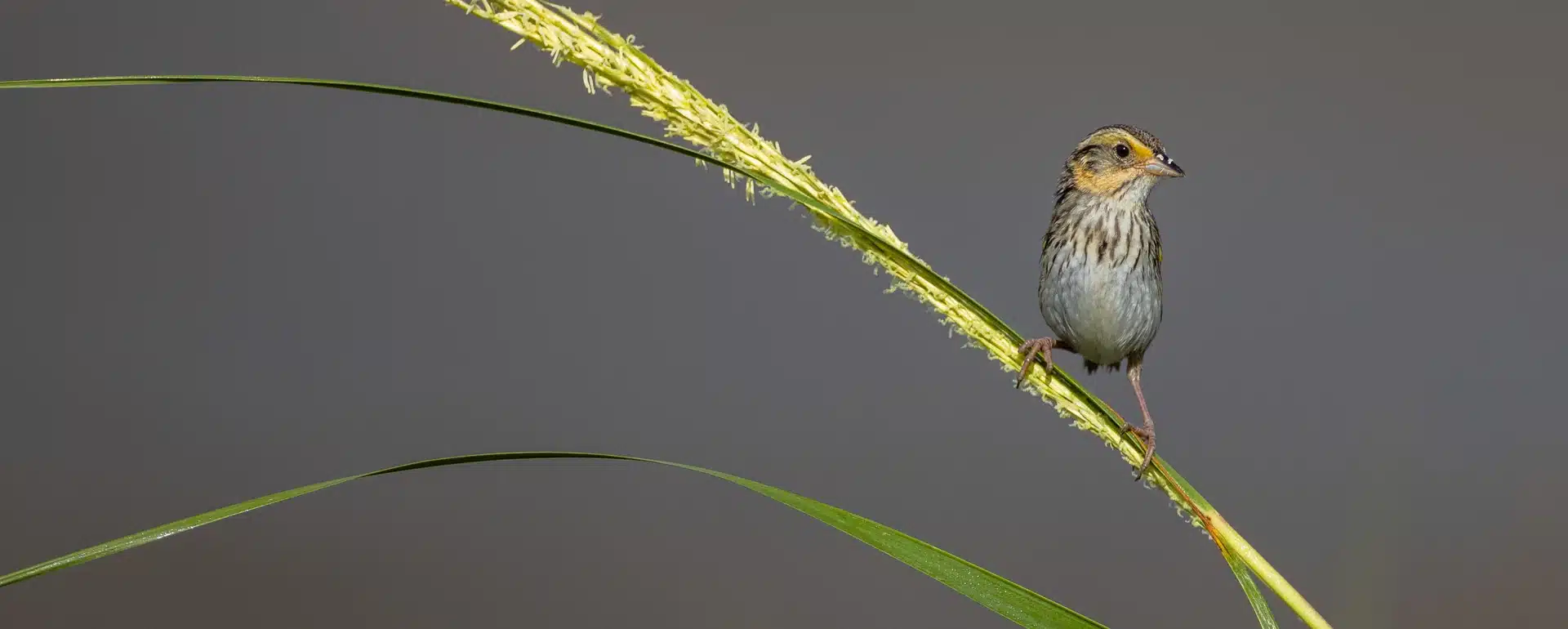 Crab Meadow Marsh Restoration Public Meeting – Free