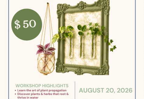 Plant Propagation 101 - Hearth And Harbor