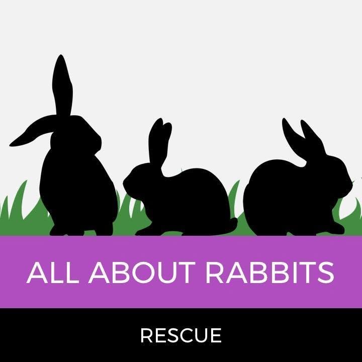 All About Rabbits Rescue, Inc FOREST HILLS, NY